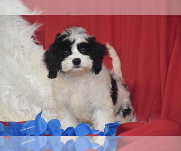 Medium Photo #2 Cavachon Puppy For Sale in ELDORADO, OH, USA