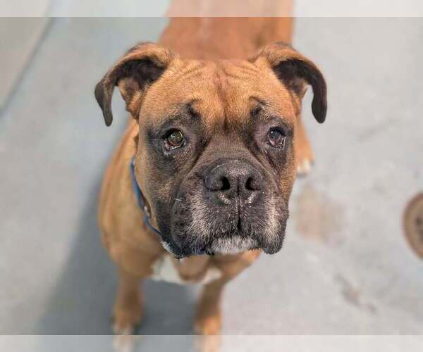 Medium Photo #8 Boxer Puppy For Sale in Austin, TX, USA