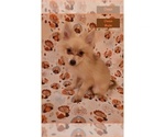 Small Photo #1 Pomeranian Puppy For Sale in CLARKSVILLE, TN, USA