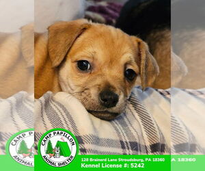 Chiranian Dogs for adoption in Stroudsburg, PA, USA