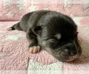 Pomsky-Shiba Inu Mix Puppy for sale in NASHUA, NH, USA