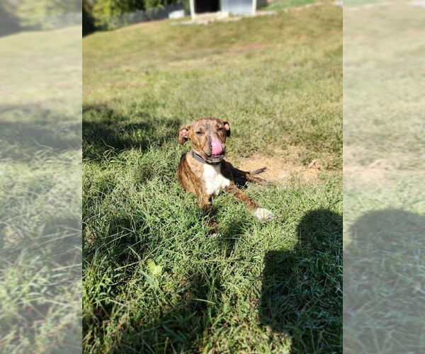 Medium Photo #5 Boxador Puppy For Sale in garner, NC, USA