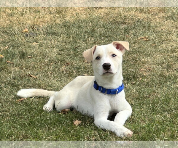 Medium Photo #2 Labrador Retriever-Unknown Mix Puppy For Sale in Genesee, WI, USA