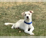 Small #1 Labrador Retriever Mix