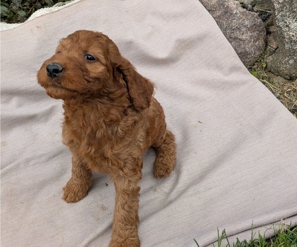 Medium Photo #23 Irish Doodle Puppy For Sale in GOSHEN, IN, USA