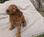 Small Photo #23 Irish Doodle Puppy For Sale in GOSHEN, IN, USA