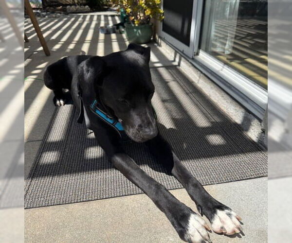 Medium Photo #3 Labrador Retriever-Unknown Mix Puppy For Sale in Oceanside, CA, USA