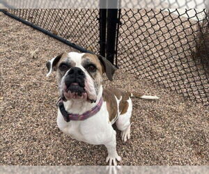 American Bulldog Dogs for adoption in Fort Collins, CO, USA