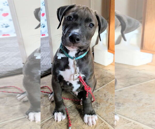 Medium Photo #2 Staffordshire Bull Terrier-Unknown Mix Puppy For Sale in Duluth, MN, USA