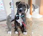 Small #1 Staffordshire Bull Terrier Mix