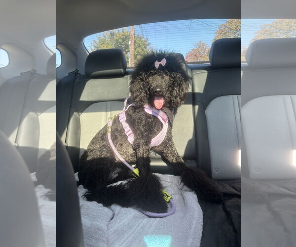 Medium Photo #2 Poodle (Standard)-Unknown Mix Puppy For Sale in Plainfield, IL, USA