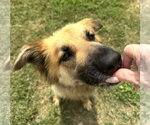 Small #6 Collie Mix