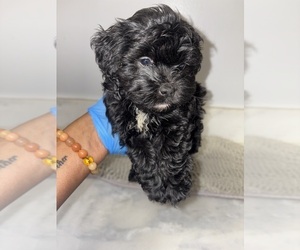 Medium Maltipoo (Toy)