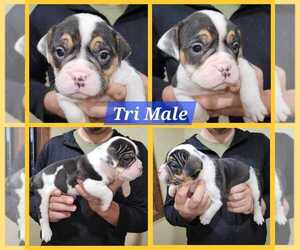 Olde English Bulldogge Puppy for sale in OROFINO, ID, USA