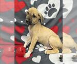 Small Labrador Retriever Mix