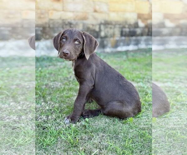 Medium Photo #5 Labradoodle Puppy For Sale in PIPE CREEK, TX, USA