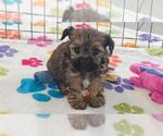 Small #7 Yorkipoo