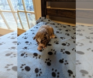 Miniature Australian Shepherd Puppy for sale in COOKEVLE, TN, USA
