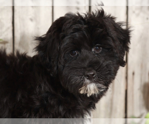 Yo-Chon Puppy for sale in MOUNT VERNON, OH, USA