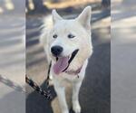 Small Siberian Husky