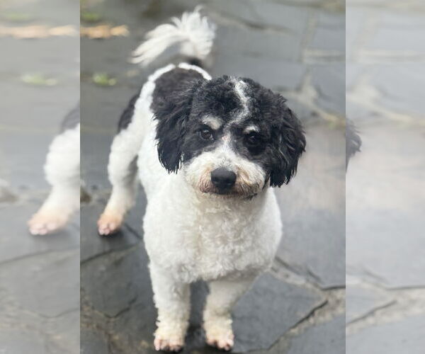 Medium Photo #4 Cavapoo Puppy For Sale in Rockaway, NJ, USA