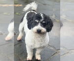 Small #3 Cavapoo