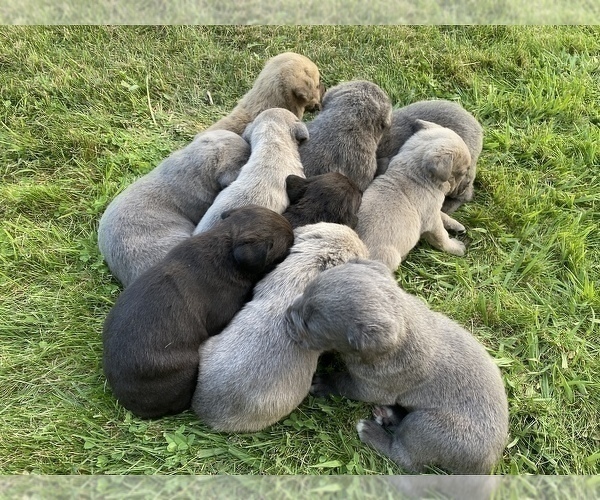 Medium Photo #6 Cane Corso Puppy For Sale in BELGRADE, MT, USA
