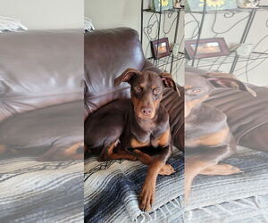 Doberman Pinscher Dogs for adoption in Minneaoplis, MN, USA