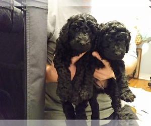 Poodle (Standard) Puppy for sale in HOUMA, LA, USA
