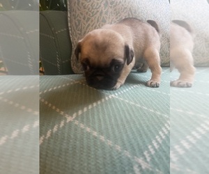 Pug Puppy for sale in ABERDEEN, WA, USA