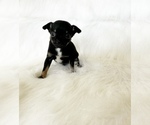 Small #3 Chihuahua