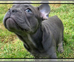 Small Photo #4 French Bulldog Puppy For Sale in MEDFORD, OR, USA