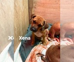 Puppy Xena Boxador