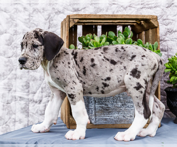 Medium Photo #71 Great Dane Puppy For Sale in WAKARUSA, IN, USA