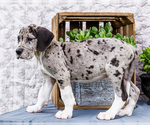 Small #4 Great Dane
