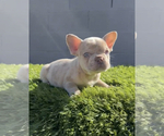 Small Photo #15 French Bulldog Puppy For Sale in PALMDALE, CA, USA
