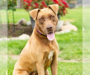 Bull Terrier-Labrador Retriever Mix Dogs for adoption in Camarillo, CA, USA