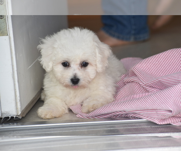 Medium Photo #1 Bichon Frise Puppy For Sale in ELDORADO, OH, USA