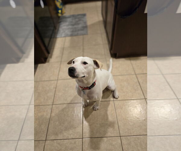 Medium Photo #17 Labrador Retriever Puppy For Sale in Rosenberg, TX, USA