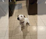 Small #16 Labrador Retriever