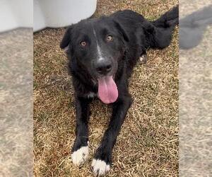German Shepherd Dog-Unknown Mix Dogs for adoption in Riverside, CA, USA