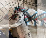 Small #1 Great Dane