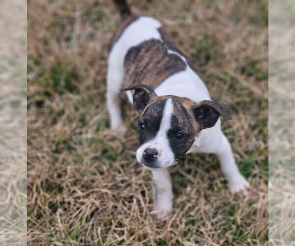 Medium Photo #2 Boston Huahua Puppy For Sale in Wakefield, RI, USA