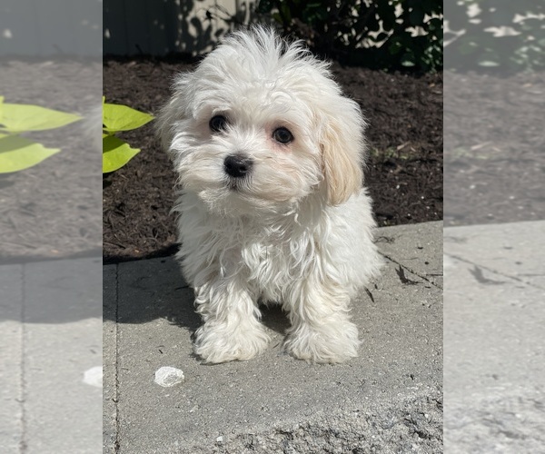 Medium Photo #1 Havanese Puppy For Sale in CANOGA, NY, USA