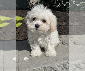 Havanese Puppy for sale in CANOGA, NY, USA