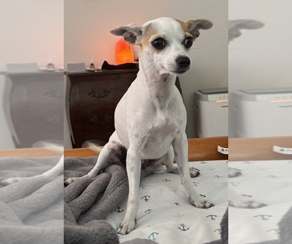 Medium Photo #1 Chihuahua Puppy For Sale in MIAMI, FL, USA