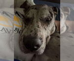 Small #3 Great Dane