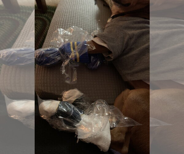 Medium Photo #24 Rat-Cha Puppy For Sale in Wakefield, RI, USA