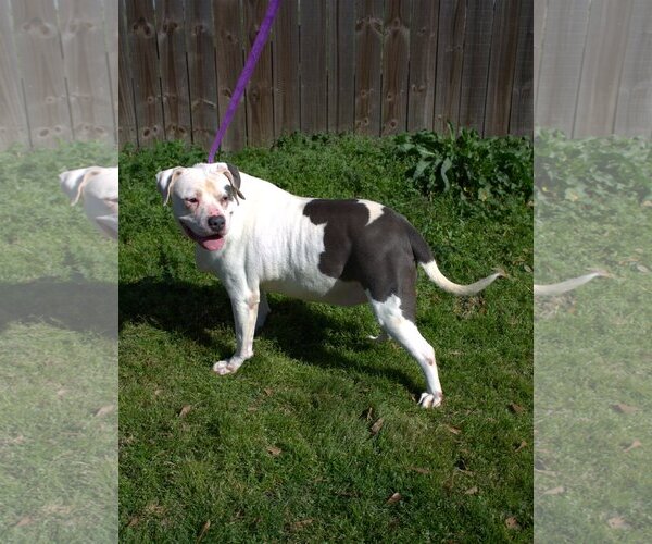 Medium Photo #2 American Bulldog Puppy For Sale in Jackson, MS, USA