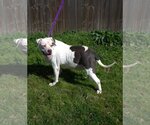 Small #1 American Bulldog